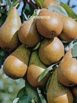 Familien-Birnbaum - Williams+Conference+Gute Luise+Nojabrskaja -Garten Gefuehl Birne conference 1280x1280