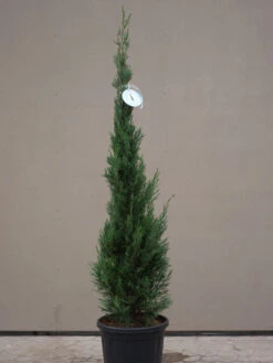 Cupressocyparis Leyl. Pyramidalis 'Eisspitze'®, Toscana-Zypresse -Garten Gefuehl Eisspitze allgemein 1280x1280