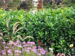 Prunus Laurocerasus 'Rotundifolia', Kirschlorbeer -Garten Gefuehl Kirschlorbeer rotundifolia 1280x1280