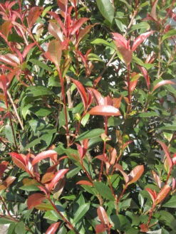 Photinia Fraseri 'Dicker Toni', Kompakte Glanzmispel -Garten Gefuehl Photinia Laub 1280x1280