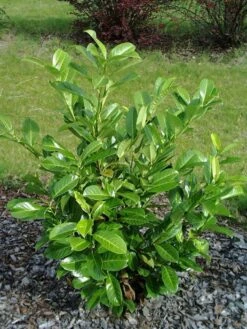 Prunus Laurocerasus 'Rotundifolia', Kirschlorbeer -Garten Gefuehl Prunus laurocerasus Rotundi5787445727890 1280x1280