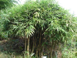 Pseudosasa Japonica, Pfeil-Bambus -Garten Gefuehl Strauch Pfeil Bambus 1280x1280