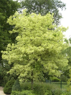 Acer Negundo 'Aureo-Variegatum', Goldbunter Eschen-Ahorn