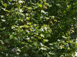 Acer Campestre 'Elsrijk', Kegel-Feldahorn - Hochstamm -Garten Gefuehl acer campestre elsrijk 1280x1280