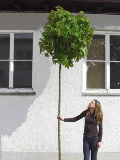 Acer Platanoides Globosum, Kugelahorn - Hochstamm -Garten Gefuehl acer globosum hochstamm 1280x1280