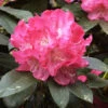 Rhododendron Yak. 'Anuschka' INKARHO ®