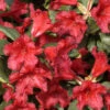 Rhododendron Repens 'Baden-Baden'