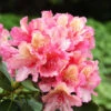Rhododendron 'Brasilia'