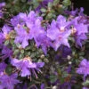 Rhododendron Impeditum, Immergrüner Zwerg-Rhododendron