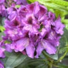 Rhododendron 'Rasputin'