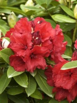 Rhododendron 'Red Jack'