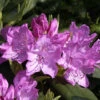 Rhododendron 'Roseum Elegans'
