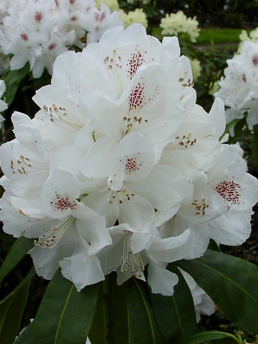 Rhododendron 'Schneebukett' 1 Rhododendron 'Schneebukett'
