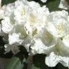 Rhododendron Yak. 'Schneekrone' INKARHO®