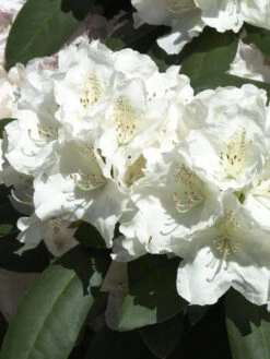 Rhododendron Yak. 'Schneekrone' INKARHO®