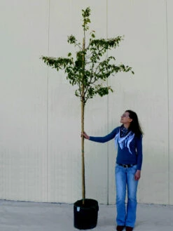 Amelanchier Lamarckii, Felsenbirne - Hochstamm -Garten Gefuehl amelanchier lamarckii 1280x1280