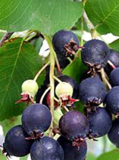 Amelanchier Alnifolia 'Obelisk', Säulen-Felsenbirne -Garten Gefuehl amelanchier obelisk j6 7854 78544 3 1280x1280