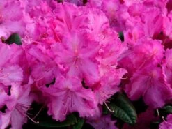 Rhododendron 'Anastasia' -Garten Gefuehl anastasia rhododendron 1280x1280