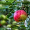 Apfel Piros