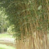Phyllostachys Aureosulcata Aureocaulis, Goldener Peking Bambus