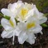Rhododendron Luteum 'Persil', Sommergrüne Japanische Gartenazalee