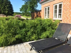 Fargesia Murielae 'Bambi', Kleiner Schirmbambus