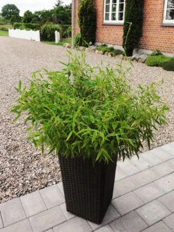 Fargesia Murielae 'Bambi', Kleiner Schirmbambus -Garten Gefuehl bambus bambi 1280x1280