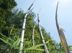 Phyllostachys Vivax 'Huangwenzhu'