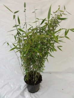 Fargesia Murielae 'Tiny', Schirmbambus -Garten Gefuehl bambus tiny pflanze 1280x1280