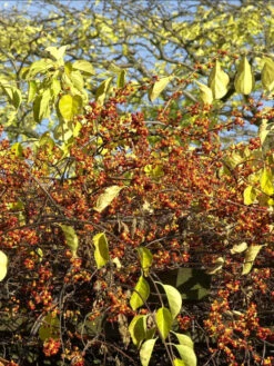 Celastrus Orbiculatus, Baumwürger -Garten Gefuehl baumwuerger frucht 1280x1280