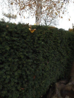 Taxus Media 'Hillii', Männliche Becher-Eibe -Garten Gefuehl becher eibe hillii55599f2c2f21b 1280x1280