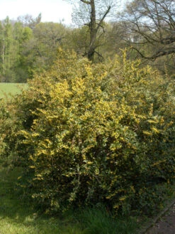 Berberis Julianae, Immergrüne Großblättrige Berberitze -Garten Gefuehl berberis julianae 1280x1280