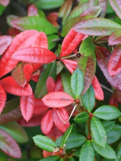 Berberis Julianae, Immergrüne Großblättrige Berberitze -Garten Gefuehl berberis julianae 1 44085 2 44085 2 1280x1280