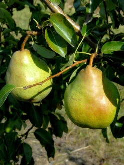 Duo-Birnbaum - Williams Christ Und Gute Luise -Garten Gefuehl birne gute luise63344a6767060 1280x1280