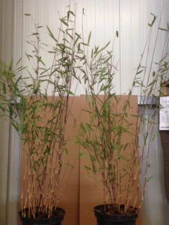 Fargesia Nitida 'Black Pearl' - Glänzender Schirm-Bambus 8 Fargesia Nitida 'Black Pearl' - Glänzender Schirm-Bambus -Garten Gefuehl black pearl pflanze 1280x1280