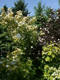 Physocarpus Opulifolius 'Darts Gold', Gelbe Blasenspiere -Garten Gefuehl blasenspiere gelb 1280x1280