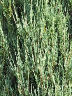 Juniperus Scopulorum 'Blue Arrow', Blauer Raketen-Wacholder -Garten Gefuehl blauer raketenwacholder 1280x1280