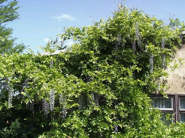 Wisteria Floribunda 'Macrobotrys', Blauregen 2 Wisteria Floribunda 'Macrobotrys', Blauregen – Bild 2