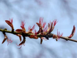 Cercidiphyllum Japonicum, Kuchenbaum -Garten Gefuehl bluete kuchenbaum 1280x1280