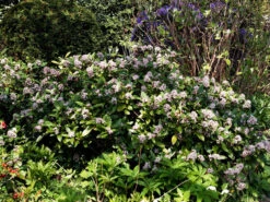 Skimmia Japonica 'Rubella', Japanische Blütenskimmie -Garten Gefuehl bluetenskimmie 1280x1280