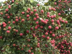 Cornus Kousa, Japanischer Blumenhartriegel -Garten Gefuehl blumenhartriegel frucht55599babf0f4c 1280x1280