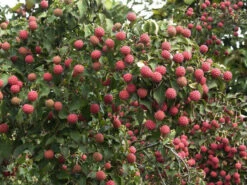Cornus Kousa Chinensis, Chinesischer Blumenhartriegel -Garten Gefuehl blumenhartriegel frucht55599c54e5e89 1280x1280