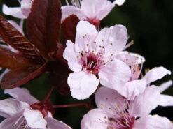 Prunus Cerasifera 'Nigra', Blutpflaume -Garten Gefuehl blutpflaume bluete 1280x1280