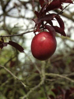 Prunus Cerasifera 'Hollywood' (Syn. Trailblazer) -Garten Gefuehl blutpflaume hollywood frucht 1280x1280