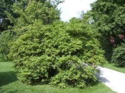 Ligustrum Obtusifolium Regelianum, Flächen-Liguster -Garten Gefuehl bodendecker liguster 1280x1280