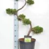 Juniperus Chinensis 'Old Gold', XXL-Produkt