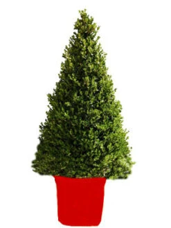 Buchsbaum-Kegel, Buxus -Garten Gefuehl buchs kegel1 76867 2 1280x1280