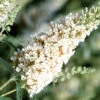 Buddleja Buzz-Hybride 'Ivory', Zwerg-Sommerflieder
