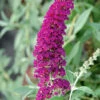 Buddleja Buzz-Hybride 'Velvet', Zwerg-Sommerflieder