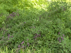 Lespedeza Thunbergii, Thunbergs Buschklee -Garten Gefuehl buschklee wuchs 1280x1280